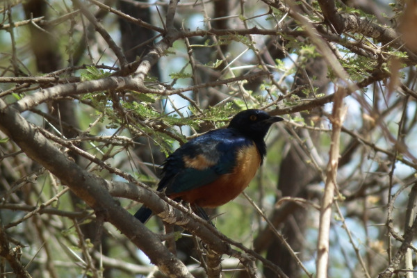 Hildebrandt's Starling