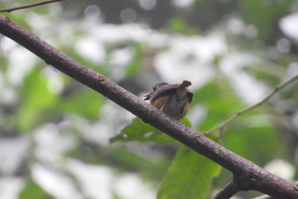 Hill Blue Flycatcher