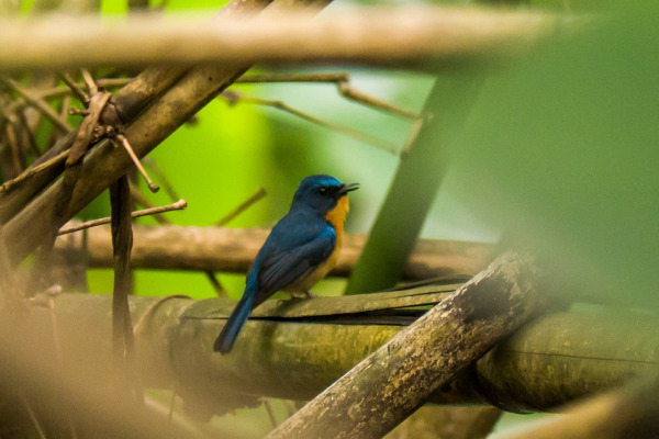 Hill Blue Flycatcher