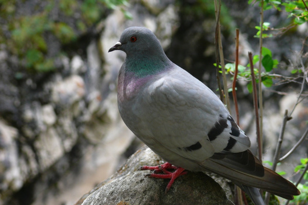 Hill Pigeon