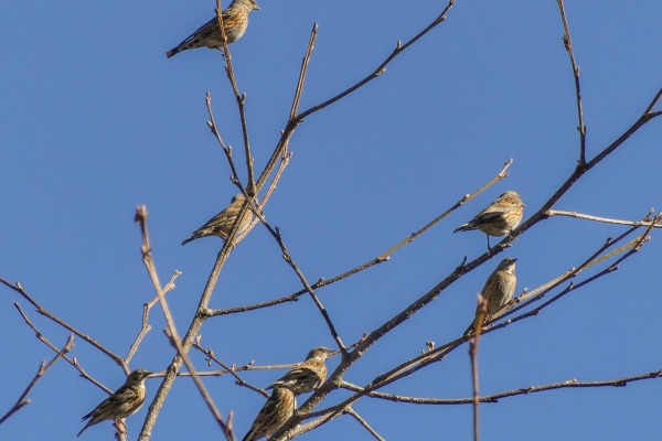 Himalayan Accentor