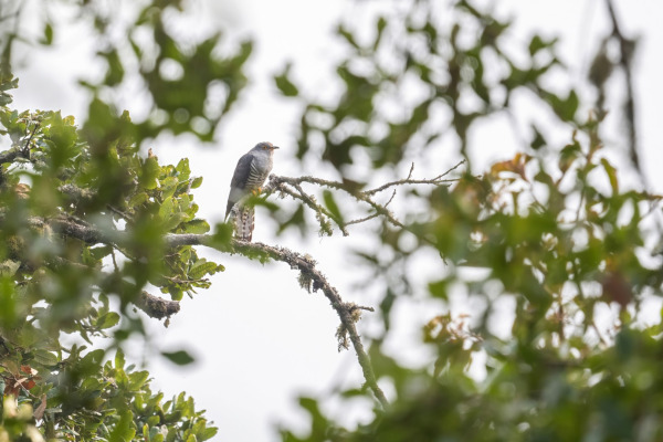 Himalayan Cuckoo