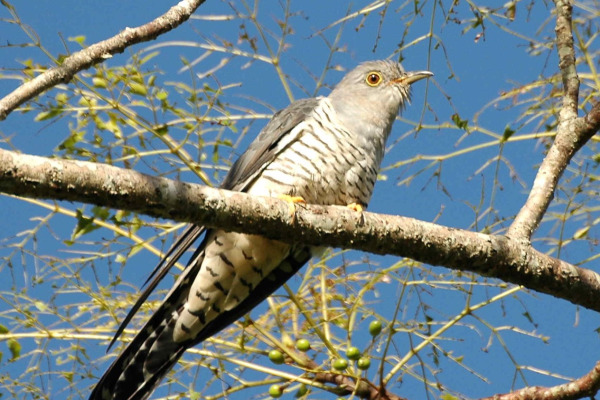 Himalayan Cuckoo