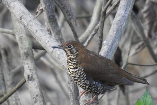 Himalayan Forest Thrush