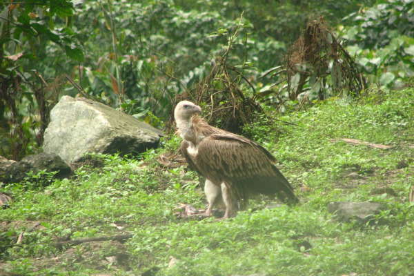 Himalayan Griffon