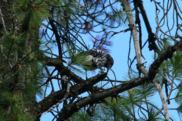 Himalayan Nutcracker