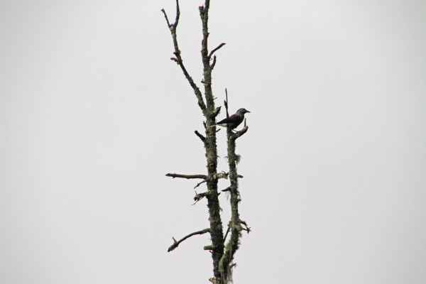Himalayan Nutcracker