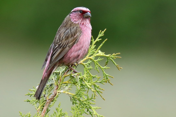 Himalayan White-browed Rosefinch