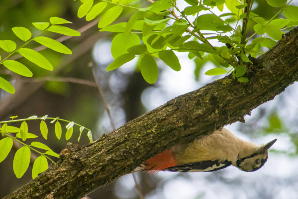 Himalayan Woodpecker