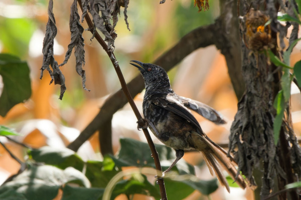Hinde's Babbler
