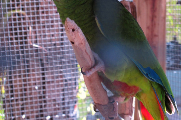 Hispaniolan amazon