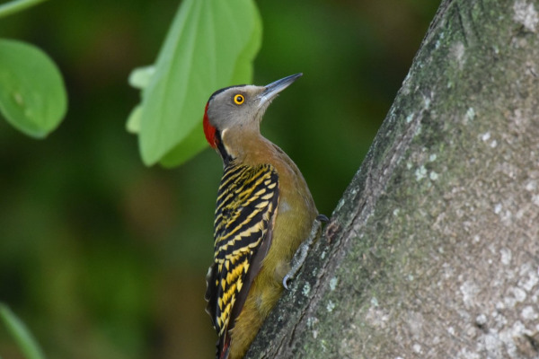 Hispaniolan woodpecker
