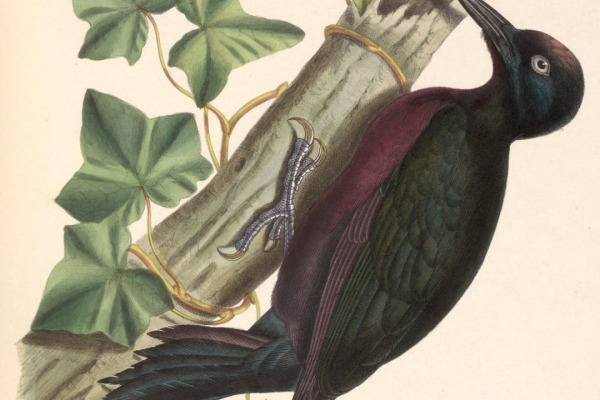 Hispaniolan woodpecker