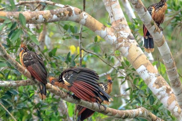 Hoatzin