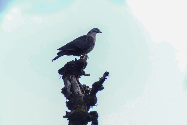 Hodgson's Imperial Pigeon
