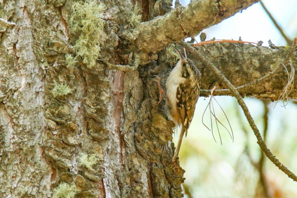 Hodgson's Treecreeper
