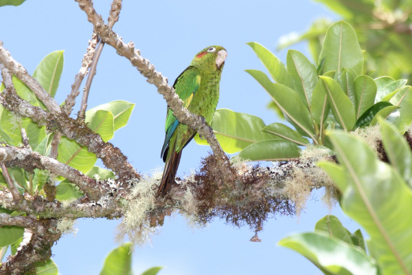 Hoffmann's conure