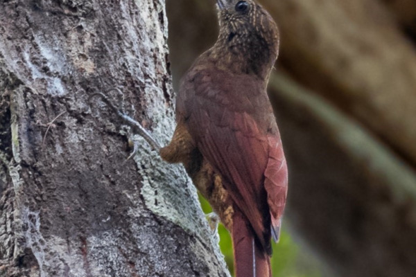 Hoffmann's woodcreeper