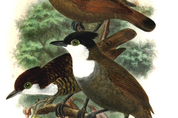 Hoffmann's Woodpecker