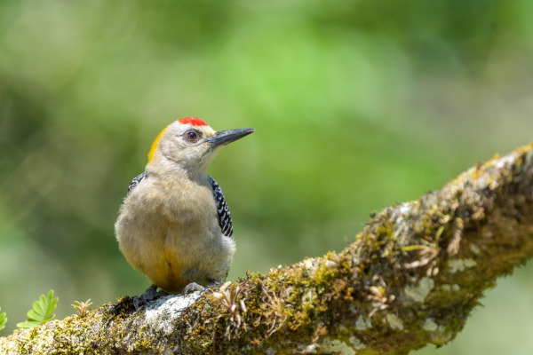Hoffmann's woodpecker