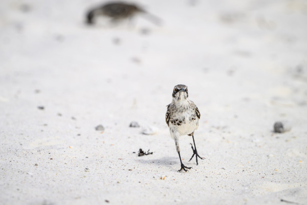 Hood Mockingbird
