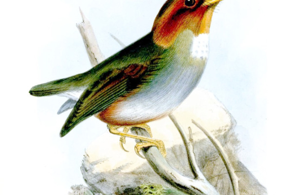 Hooded Antpitta