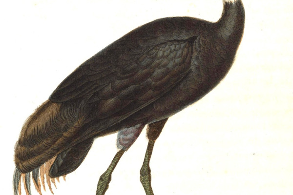 Hooded Crane