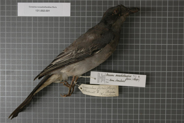 Hooded Cuckooshrike