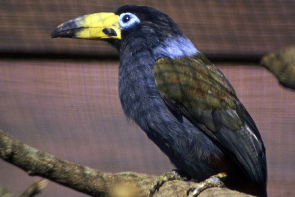 Hooded Mountain-Toucan