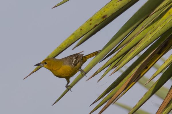 Hooded Oriole