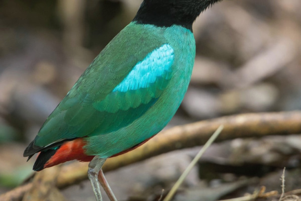 Hooded Pitta