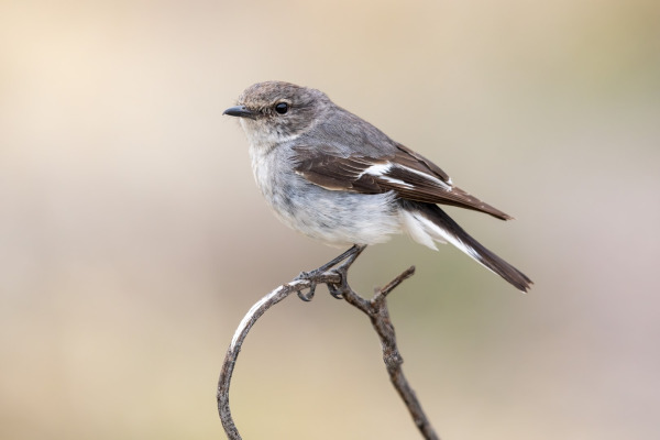 Hooded Robin