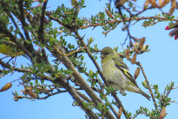 Hooded Siskin