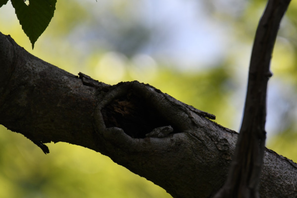 Hooded Warbler