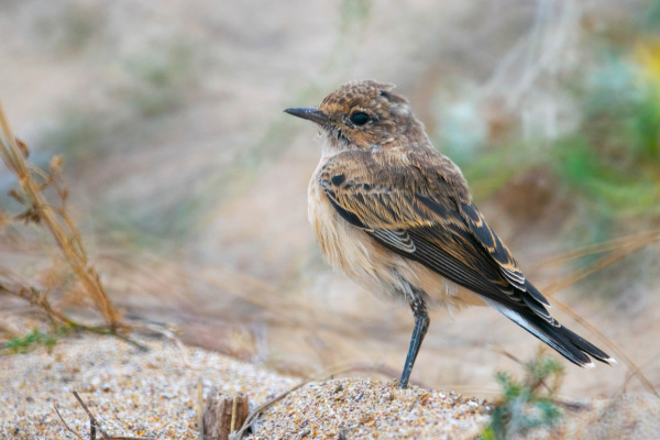 Hooded Wheatear