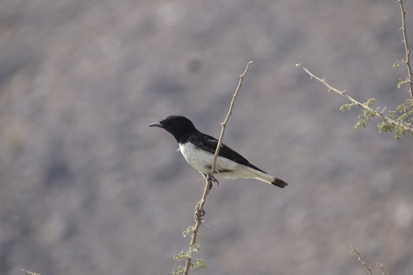 Hooded Wheatear
