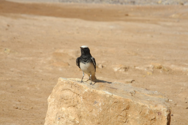 Hooded Wheatear