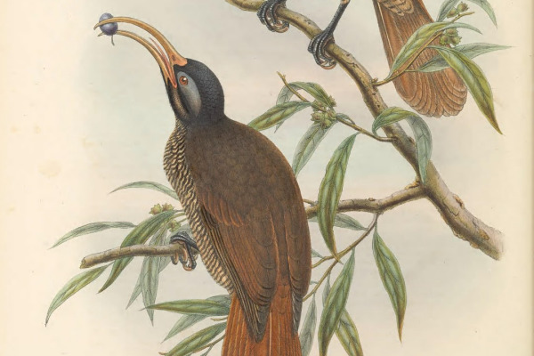 Hook-billed Kingfisher