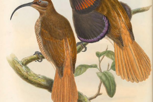 Hook-billed Kingfisher