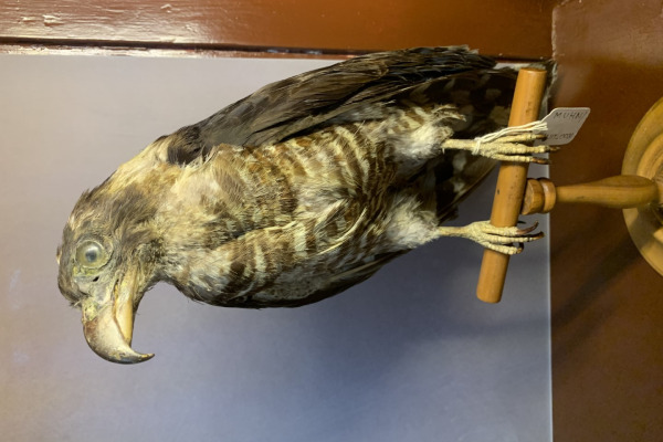 Hook-billed Kite