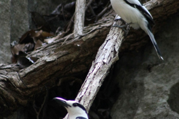 Hook-billed Vanga