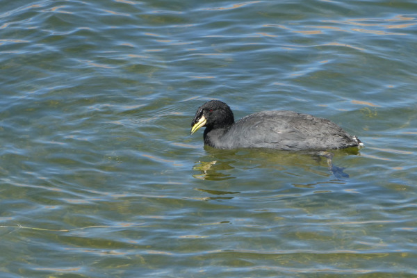 Horned Coot
