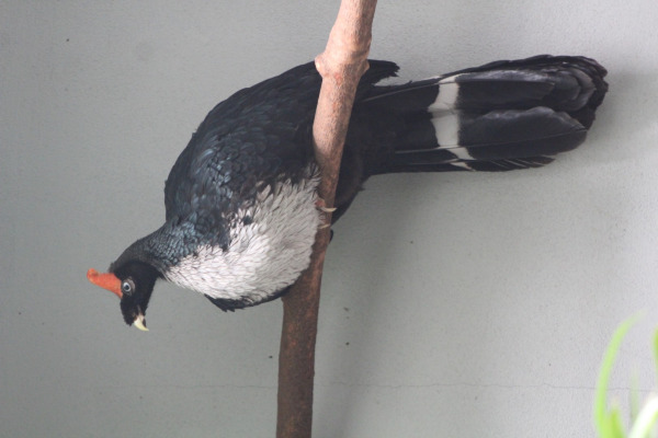 Horned Guan