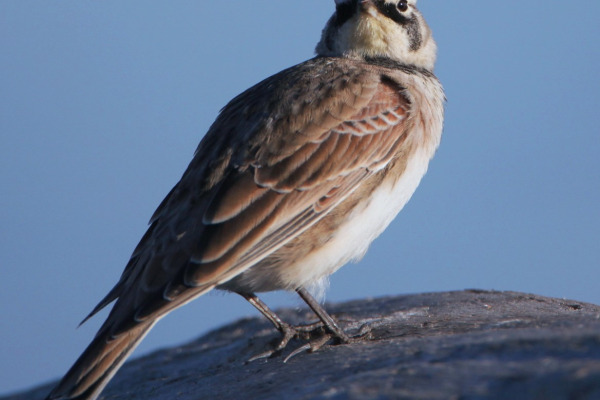 Horned Lark
