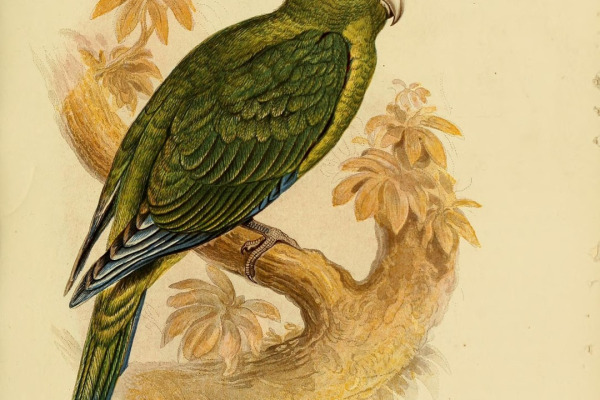 Horned Parakeet