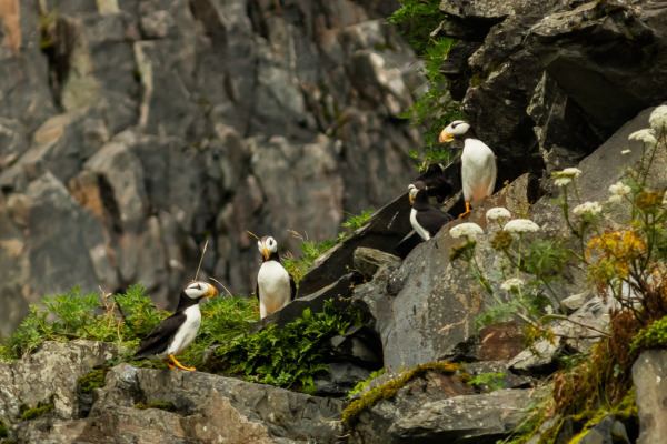 Horned Puffin