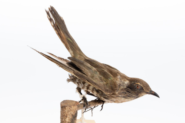 Horsfield's Bronze Cuckoo