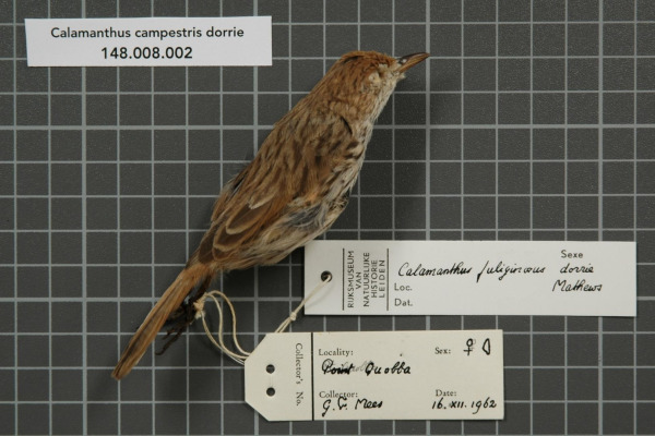 Horsfield's Bushlark