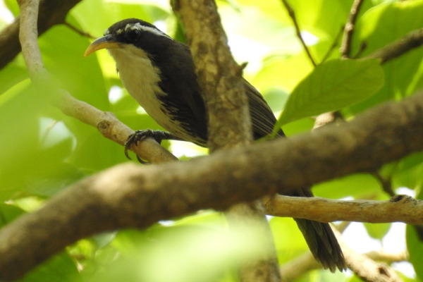 Horsfield's Scimitar Babbler