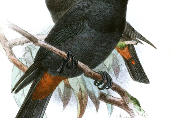 Hose's Oriole